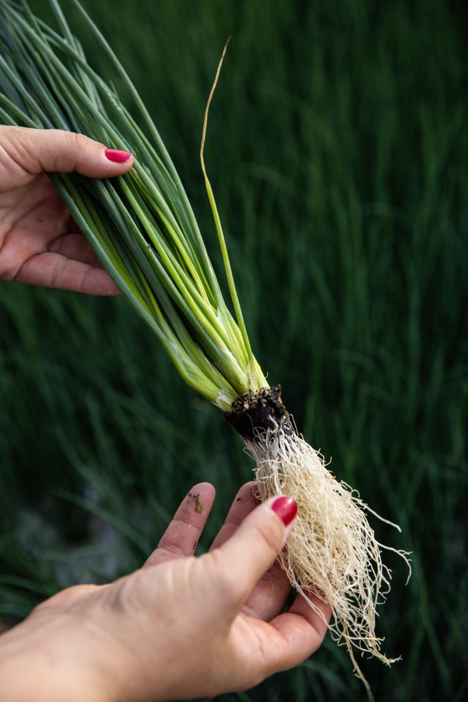Plantes aromatiques vivantes